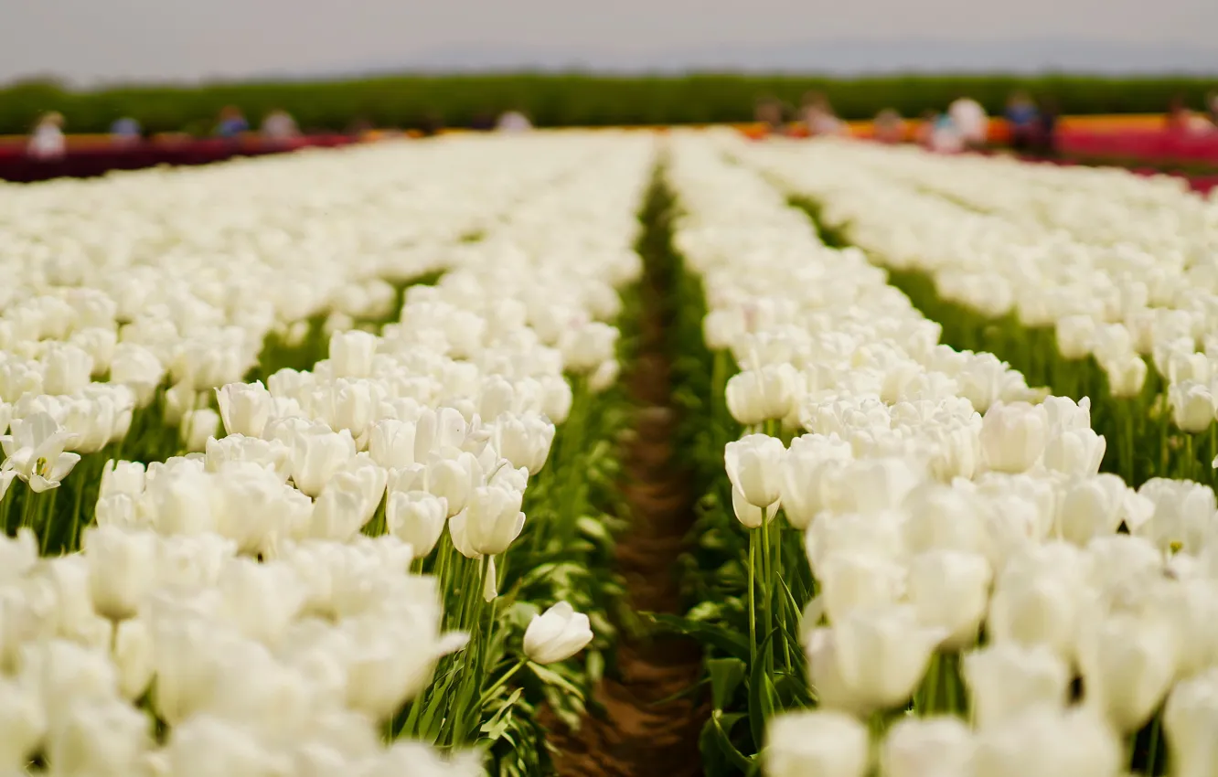 Photo wallpaper field, flowers, spring, tulips, white, bokeh, plantation, Tulip field