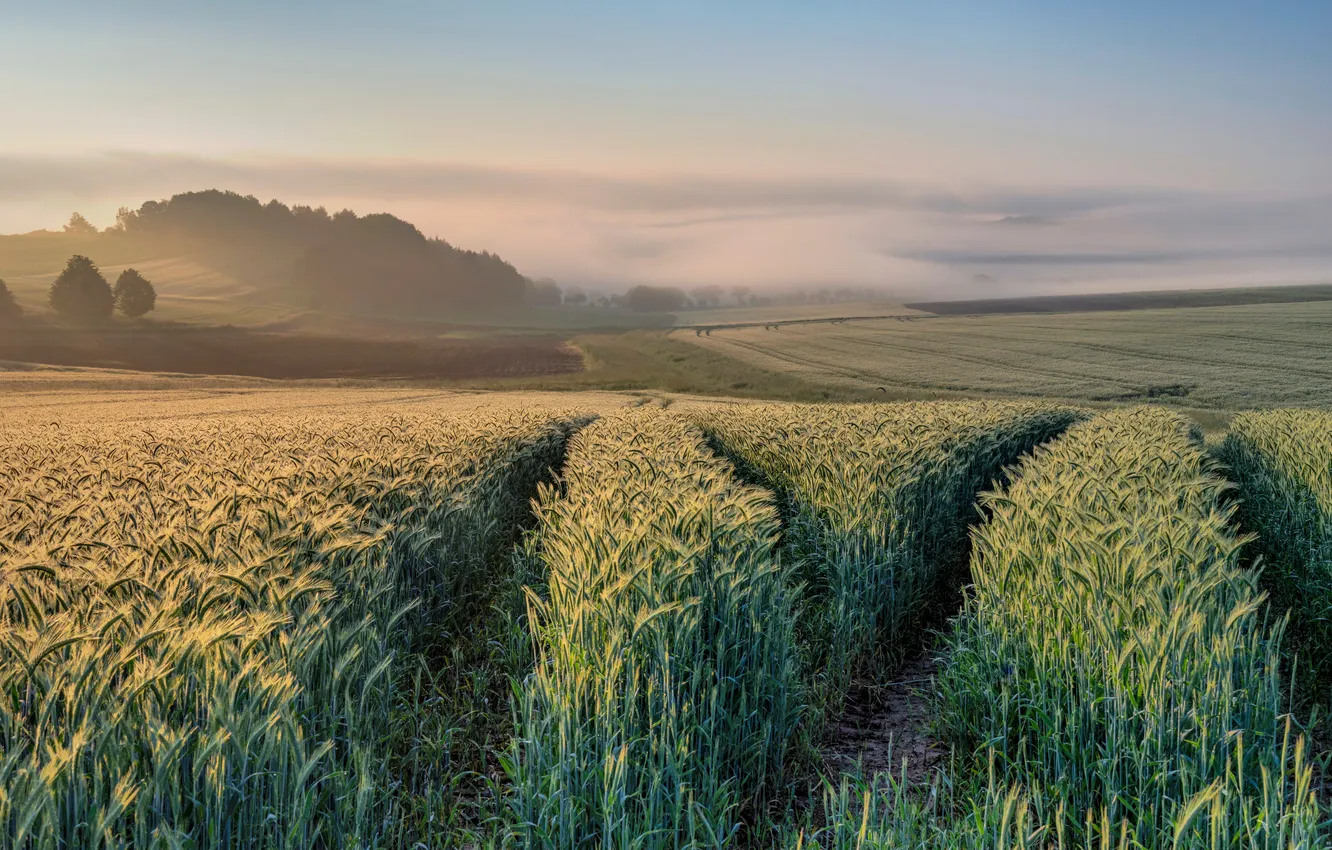 Photo wallpaper wheat, field, morning