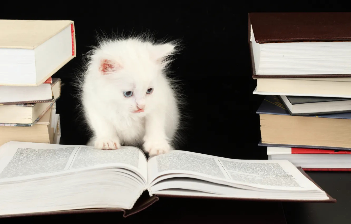 Photo wallpaper kitty, books, kitten, kitty, book, kitty, white smart cat, white smart cat