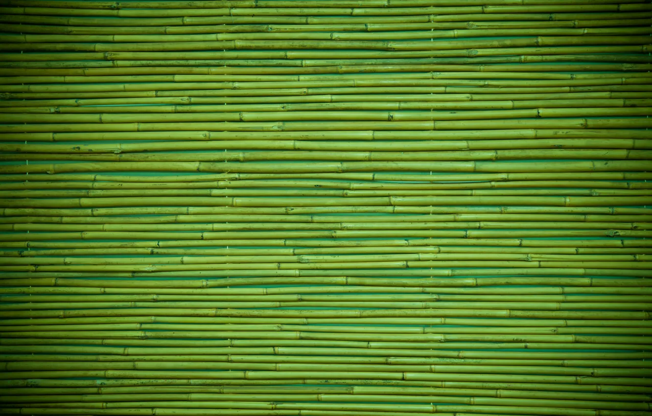 Photo wallpaper green, wood, pattern, bamboo