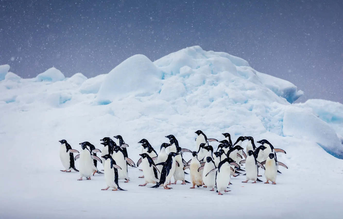 Photo wallpaper winter, the sky, snow, nature, hills, bird, pack, penguins