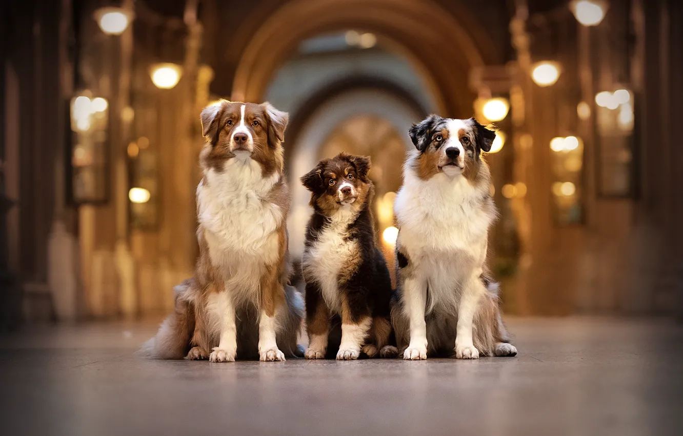 Photo wallpaper dogs, trio, Australian shepherd, Trinity, Aussie