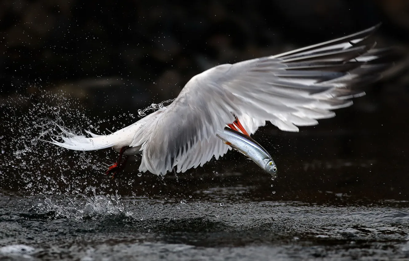 Photo wallpaper water, bird, fish