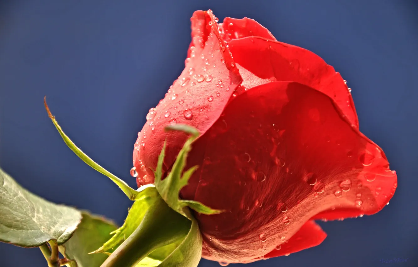 Photo wallpaper drops, flowers, Rosa, roses, petals, buds