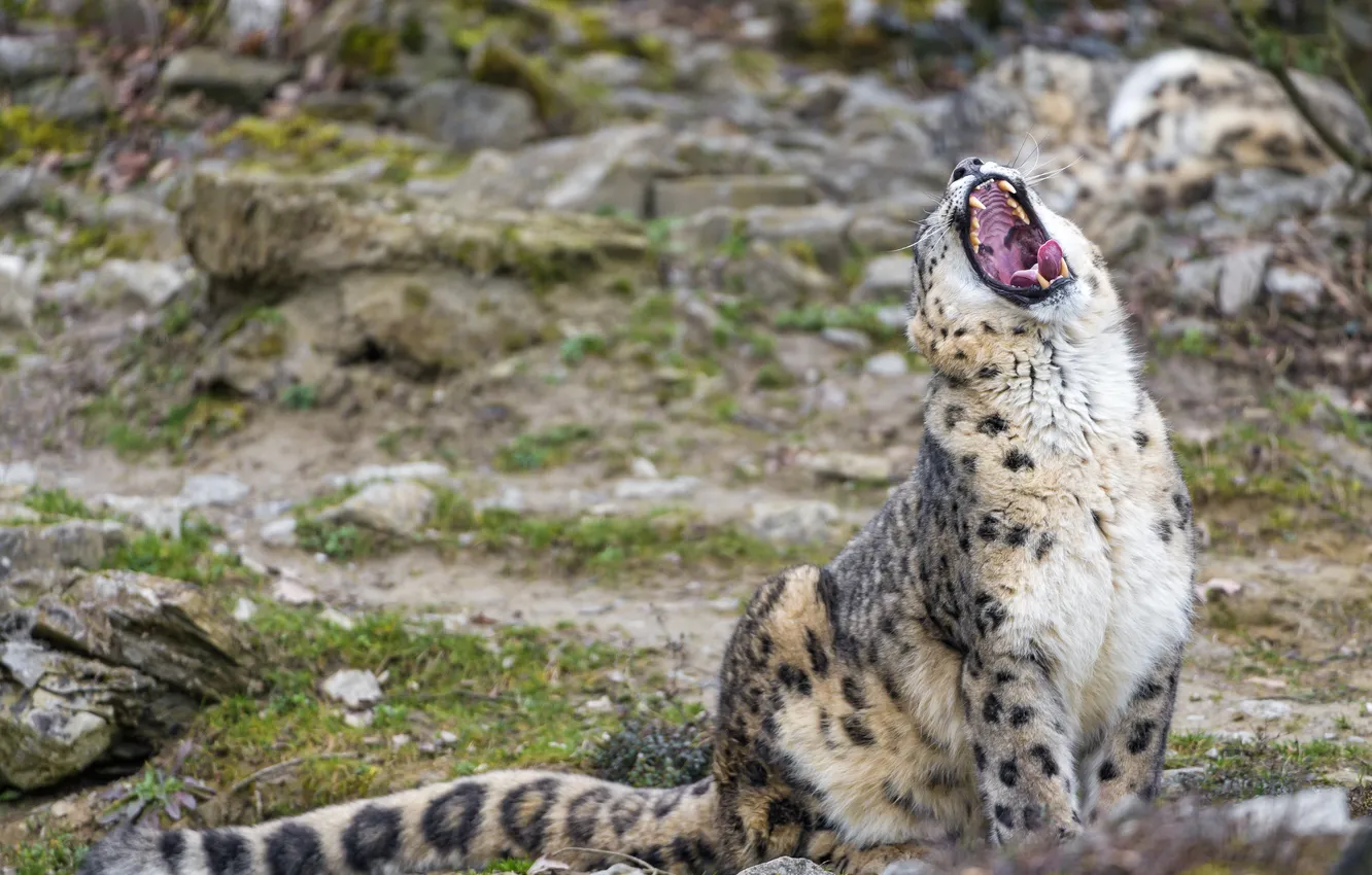 Photo wallpaper cat, mouth, IRBIS, snow leopard, yawns, ©Tambako The Jaguar