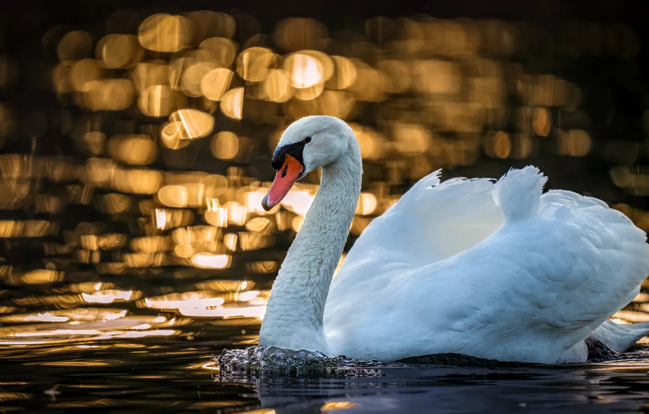 Photo wallpaper white, water, light, glare, the dark background, bird, swans, pond