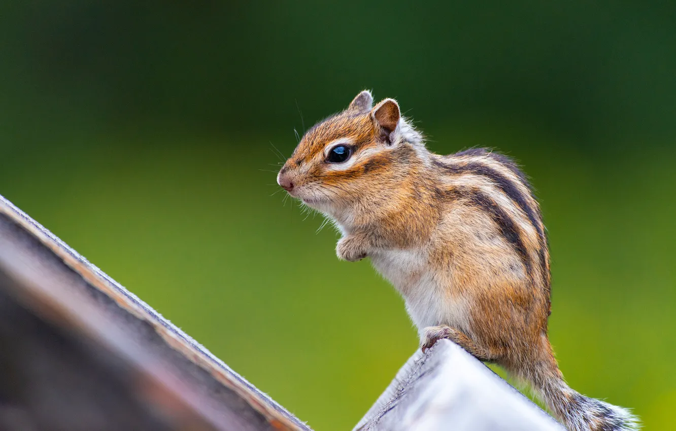 Photo wallpaper background, Chipmunk, rodent, pet