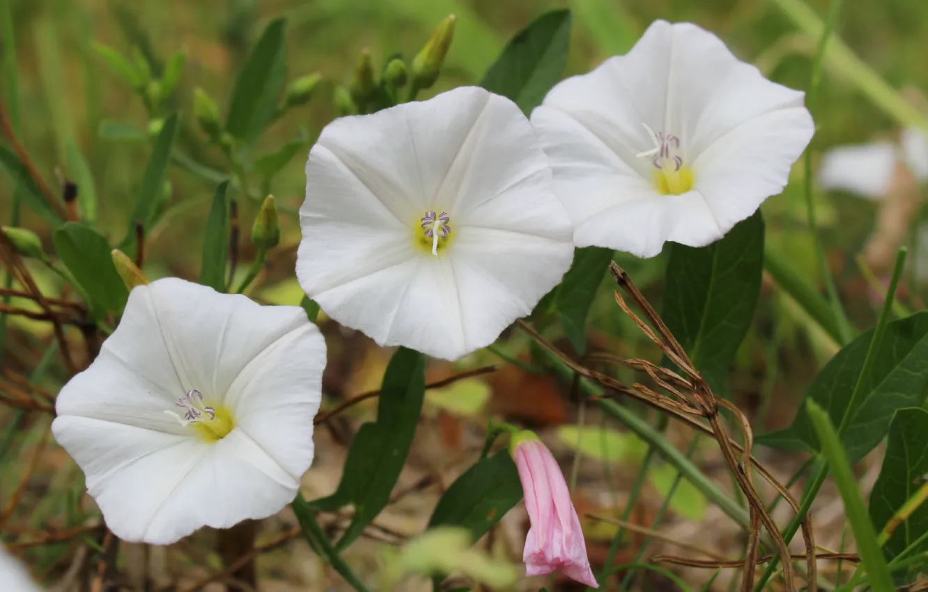 Photo wallpaper white, flower, bloom