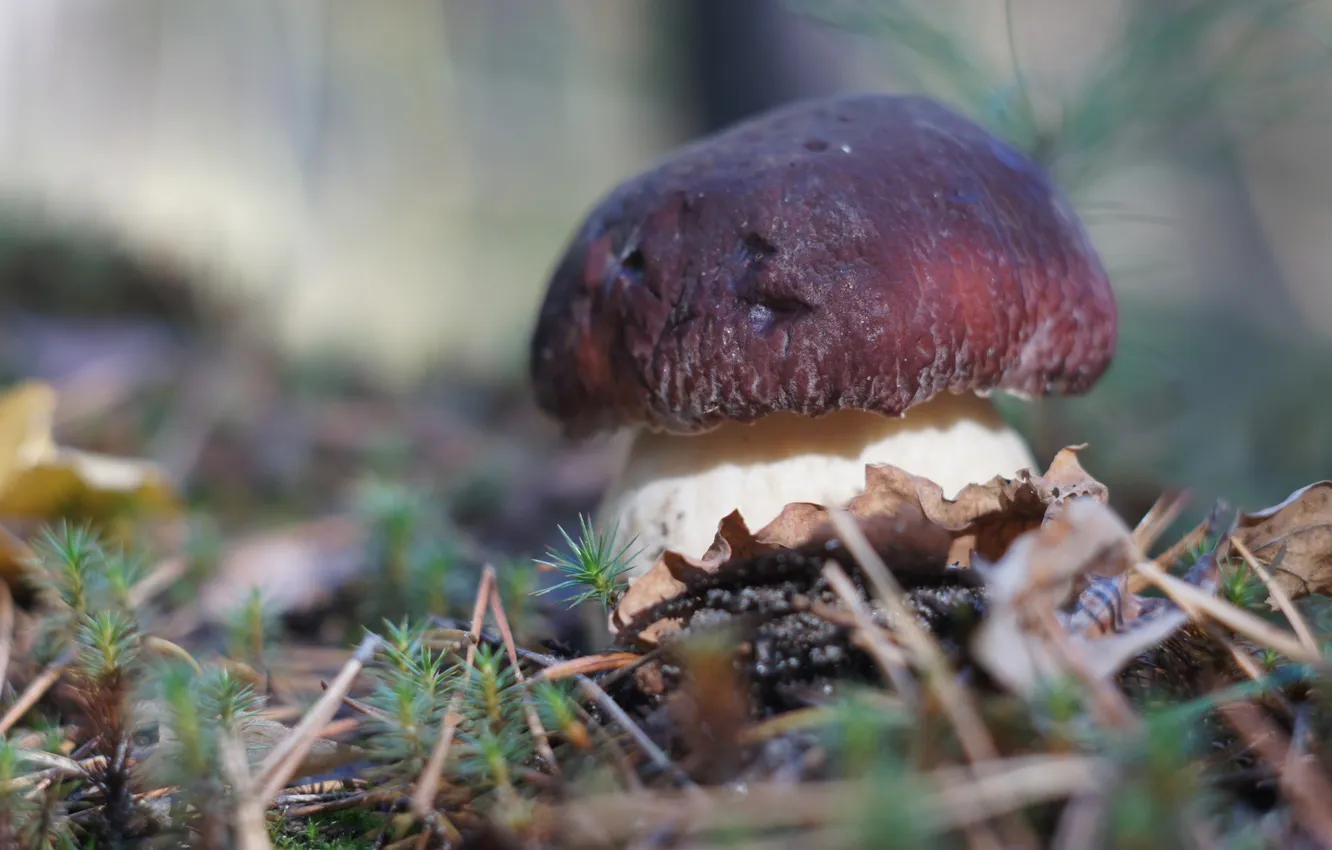 Photo wallpaper forest, leaves, macro, mushrooms, moss, White mushroom