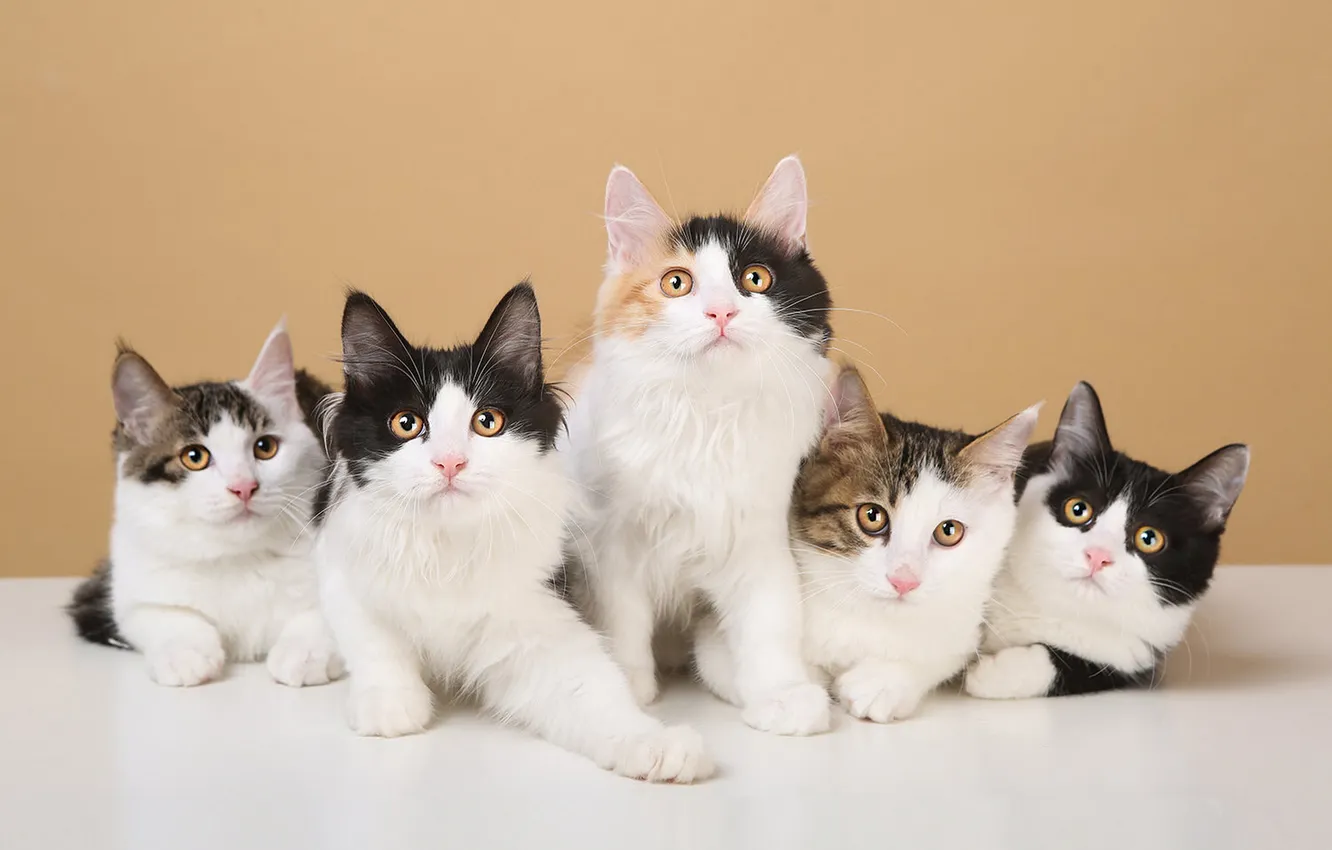 Photo wallpaper cat, cat, look, pose, face