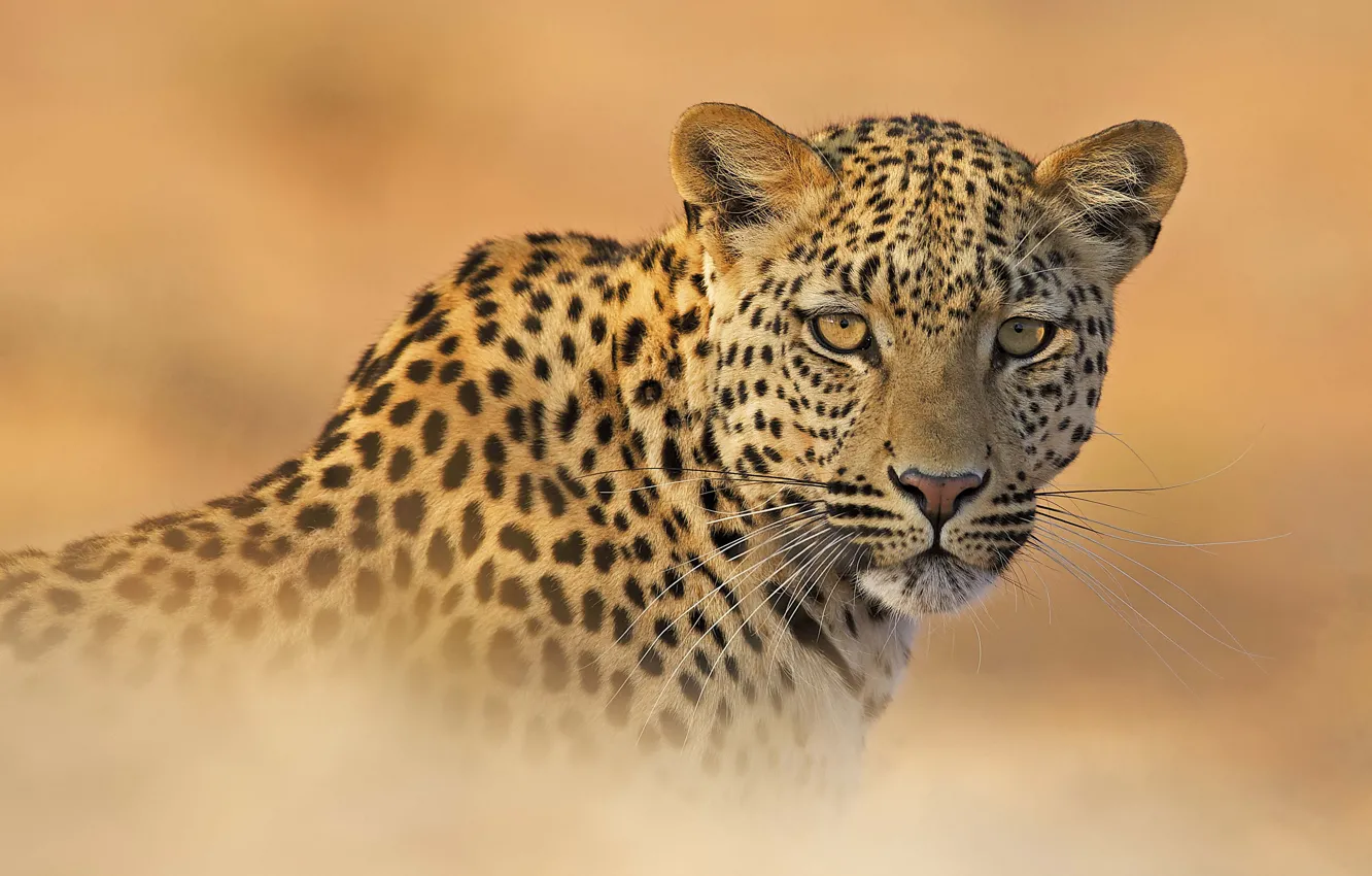 Photo wallpaper look, face, background, portrait, leopard