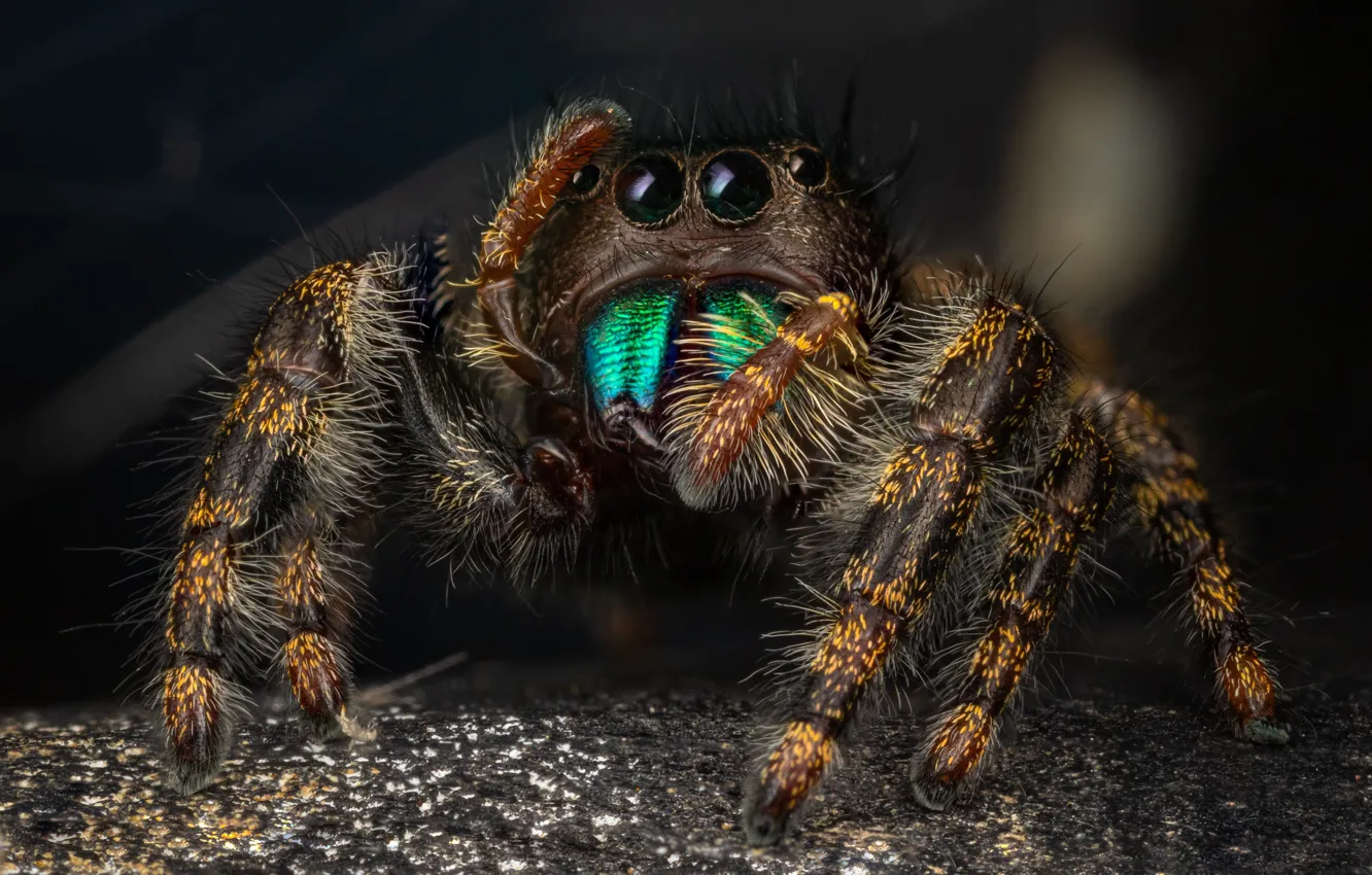 Photo wallpaper look, macro, surface, the dark background, spider, bokeh, jumper, spider