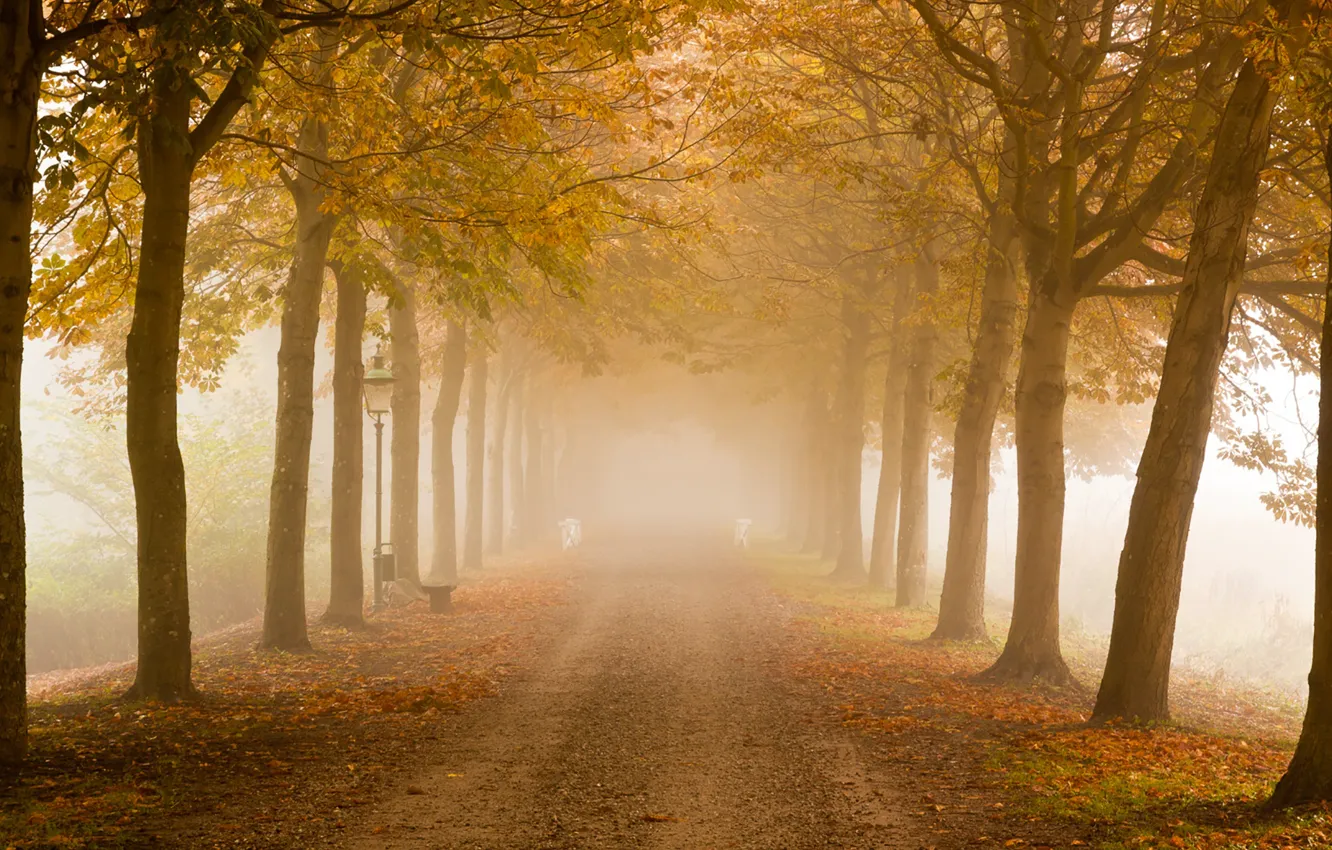 Photo wallpaper road, trees, autumn, fog, mist, lamp posts