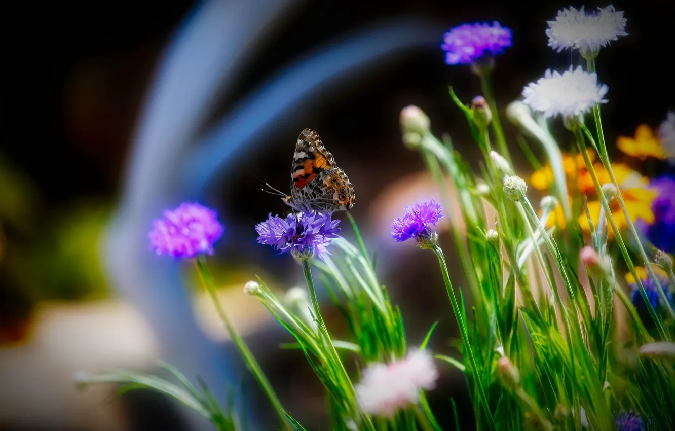 Photo wallpaper field, summer, flowers, butterfly