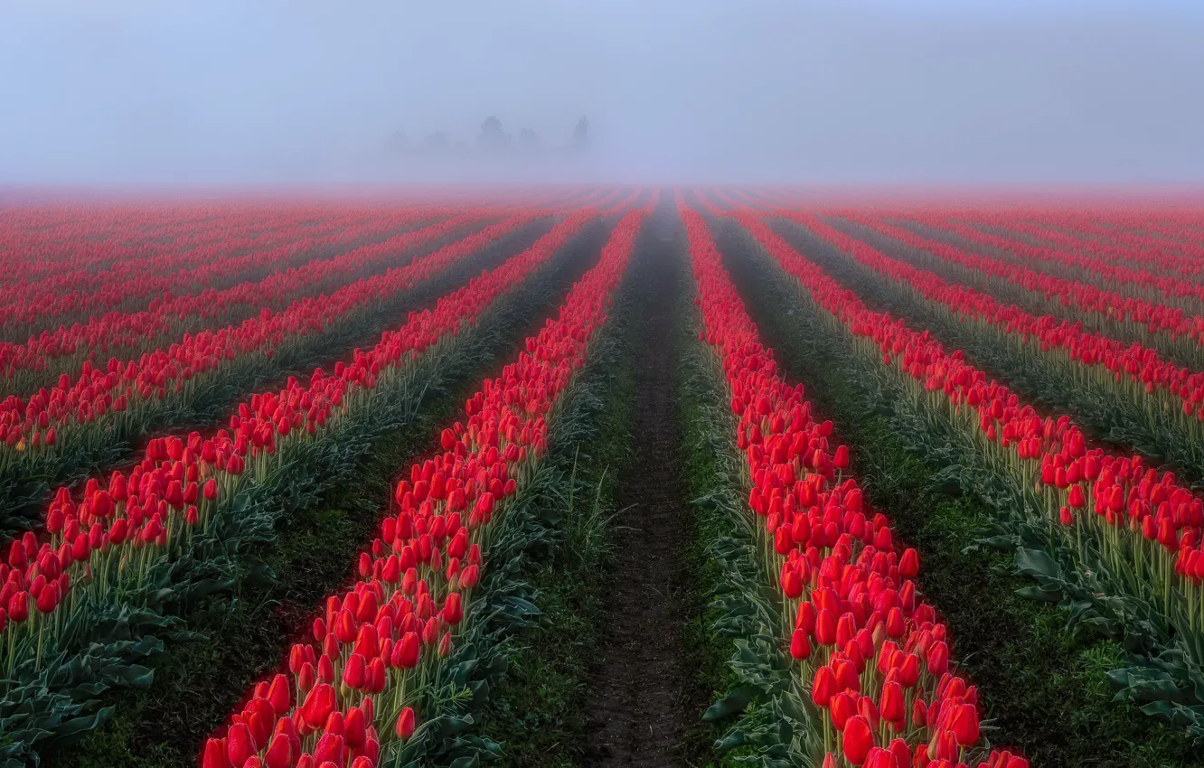 Photo wallpaper field, fog, tulips
