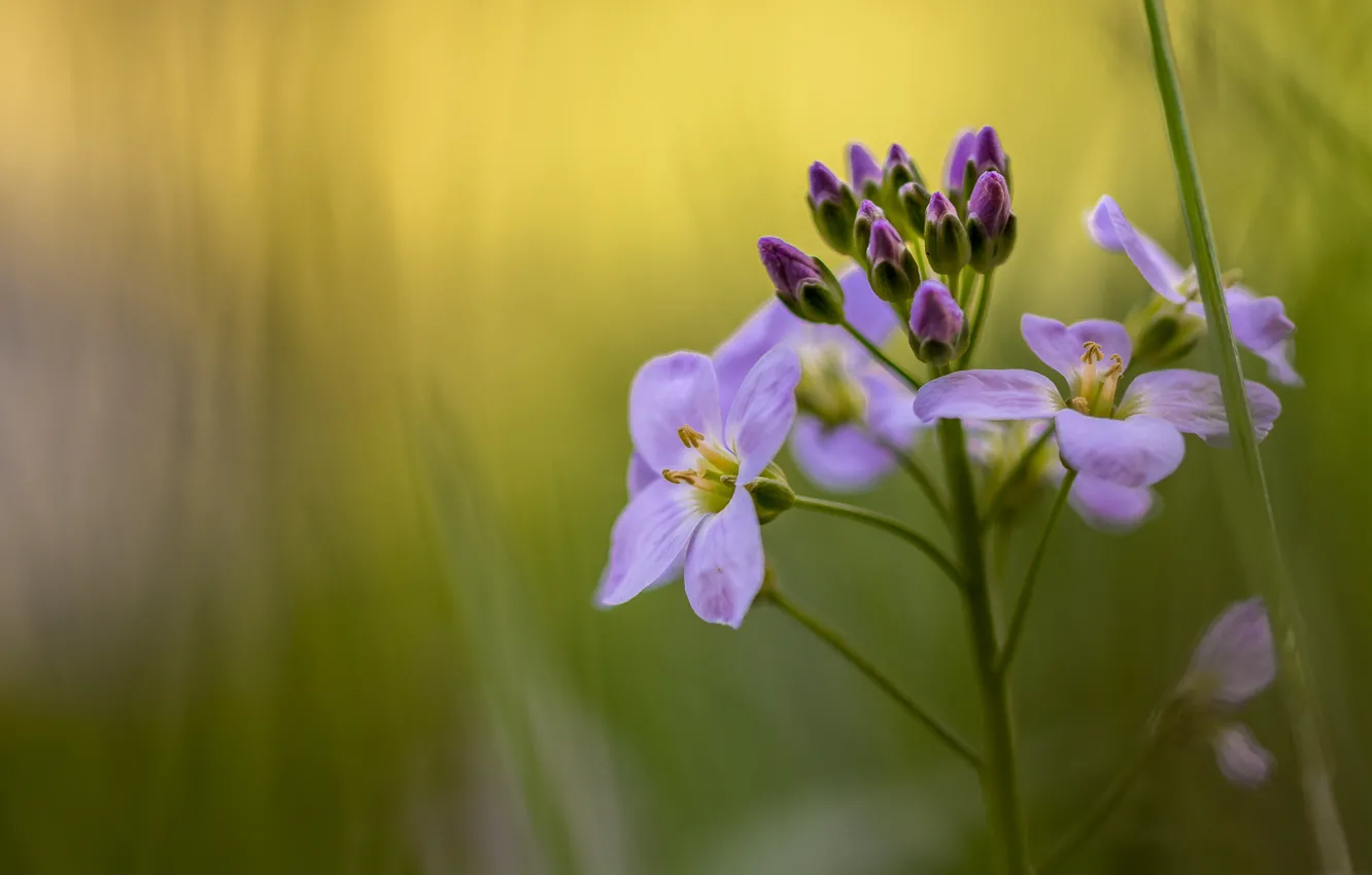 Photo wallpaper macro, bokeh, The core meadow