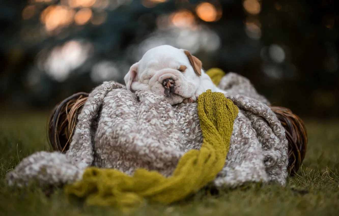 Photo wallpaper white, grass, light, nature, pose, comfort, glare, the dark background
