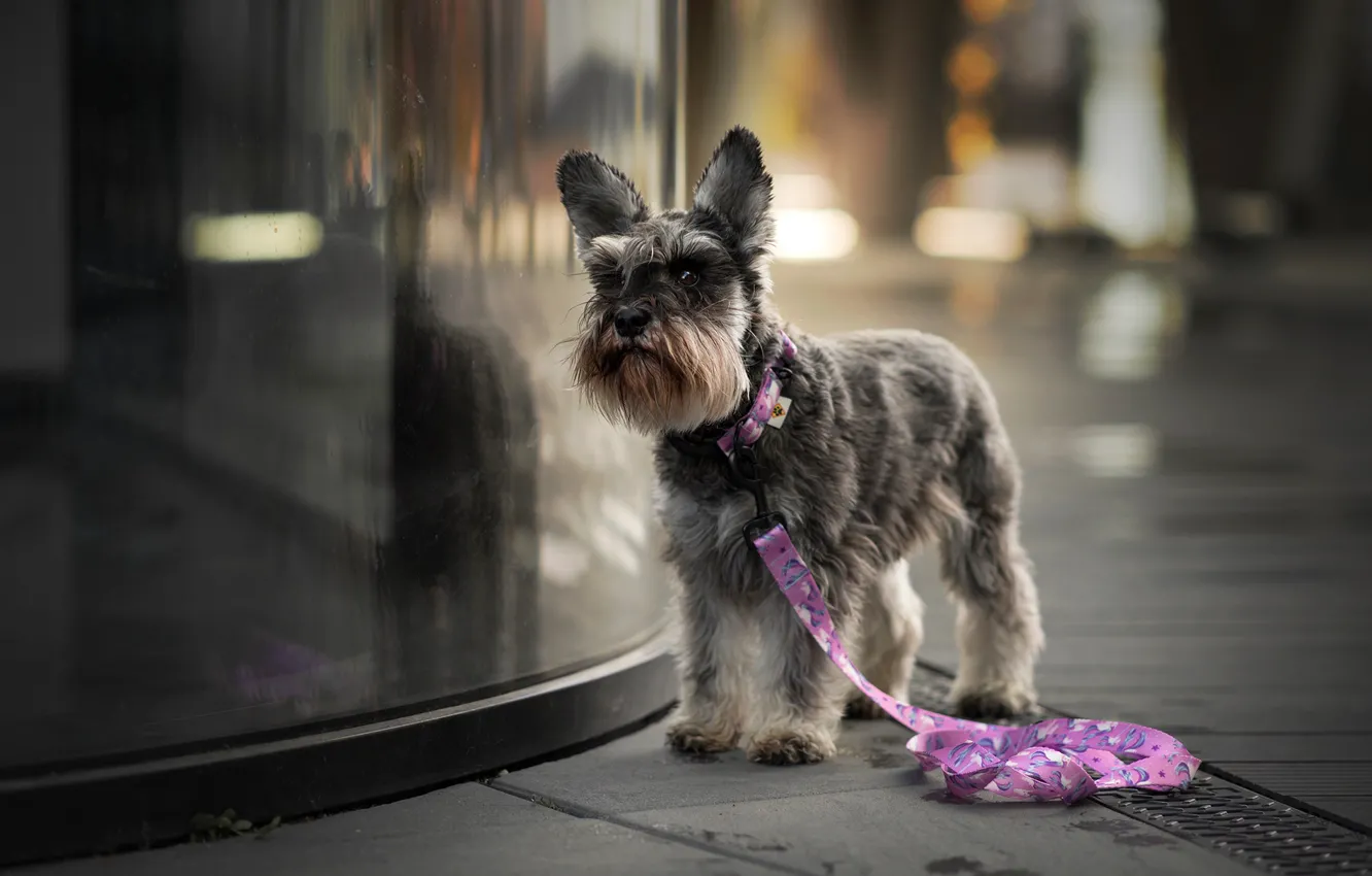 Photo wallpaper look, glass, face, the city, reflection, grey, background, street