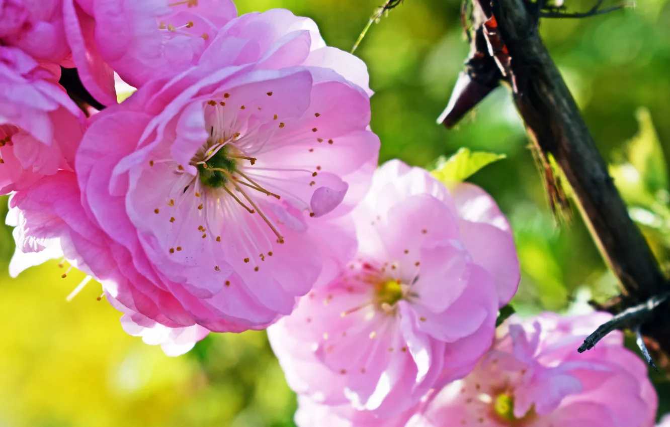 Photo wallpaper blur, Sakura, flowering in the spring