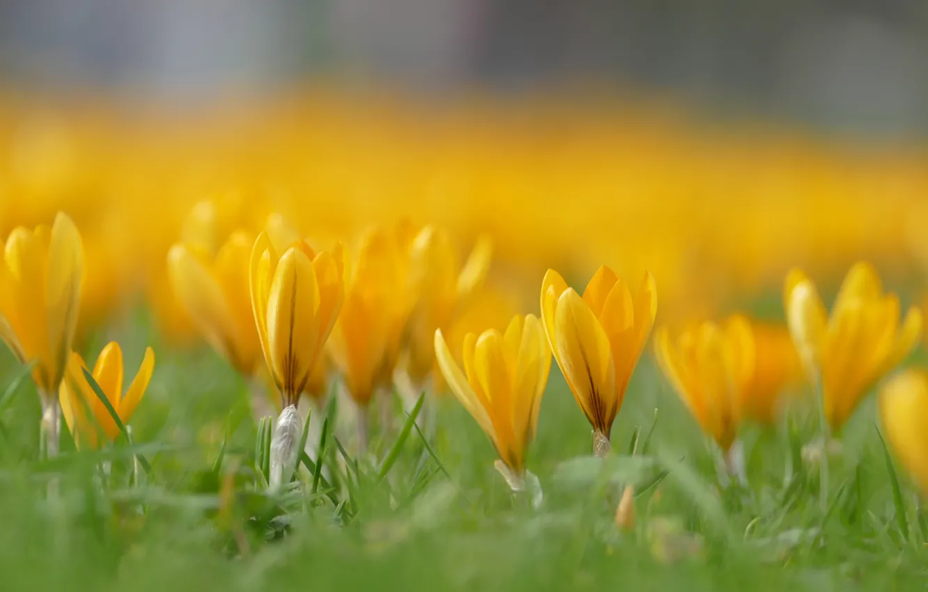 Photo wallpaper flowers, yellow, glade, blur, spring, crocuses, panorama, buds