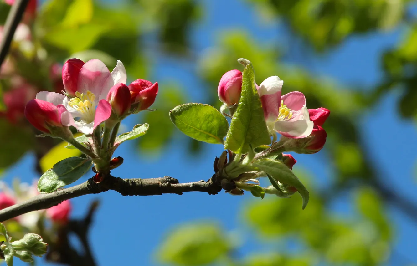 Photo wallpaper spring, twig, blooming