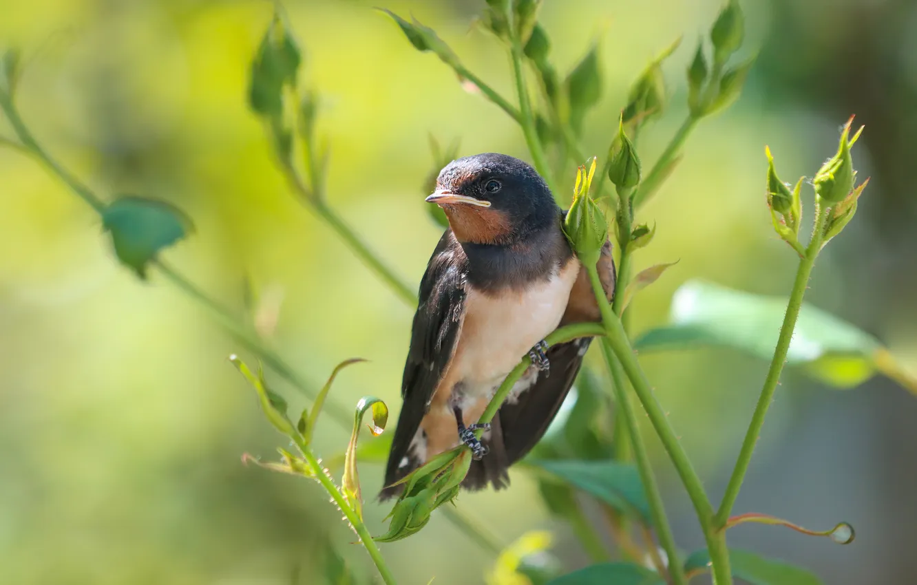 Photo wallpaper bird, roses, buds, swallow, Vadim Svirin