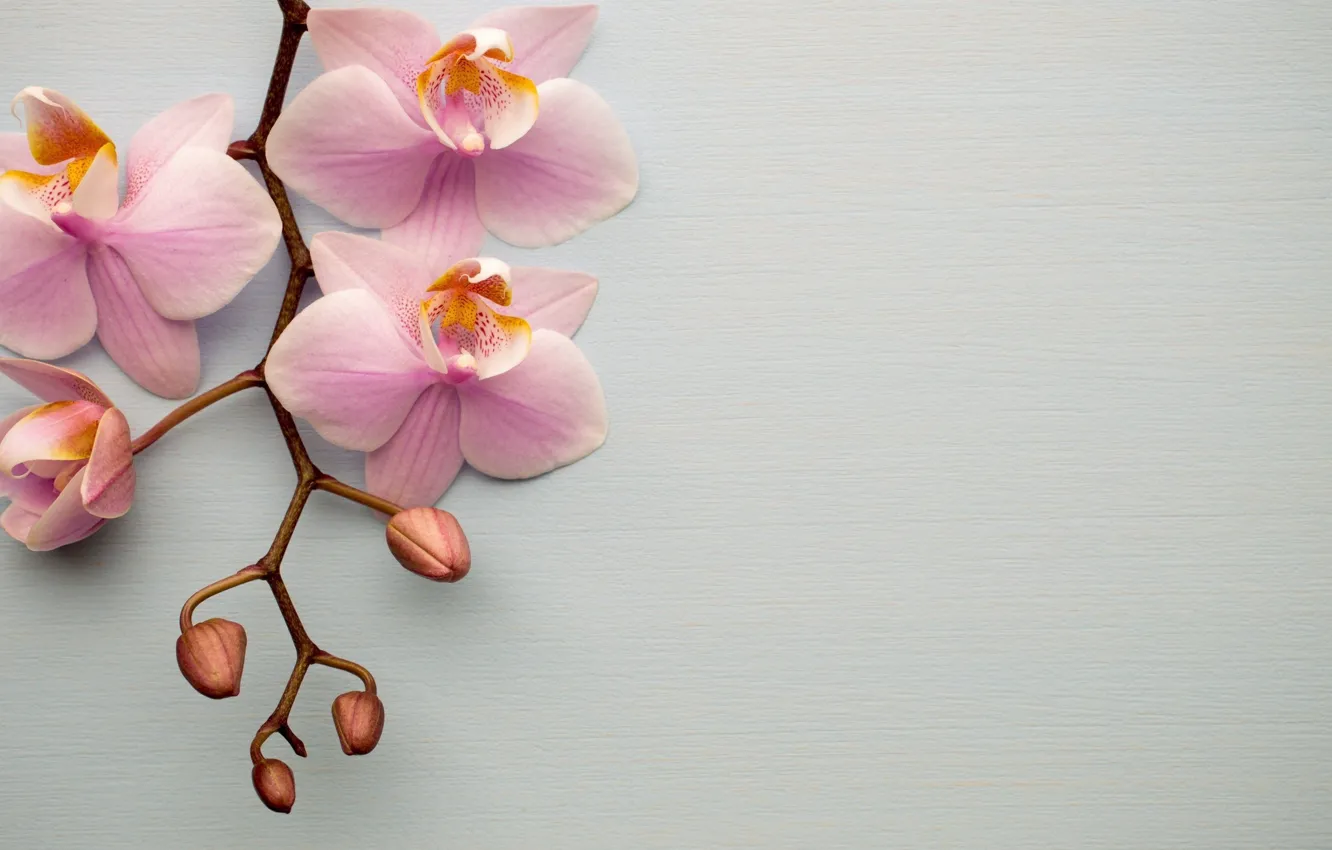 Photo wallpaper flowers, pink, an Orchid branch, Tachinska Marina