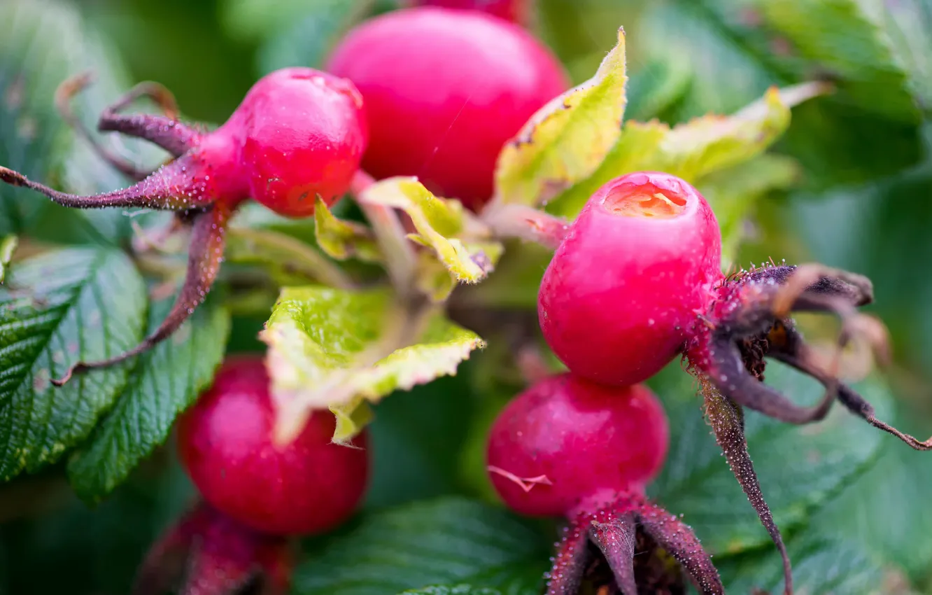 Photo wallpaper macro, berries, briar