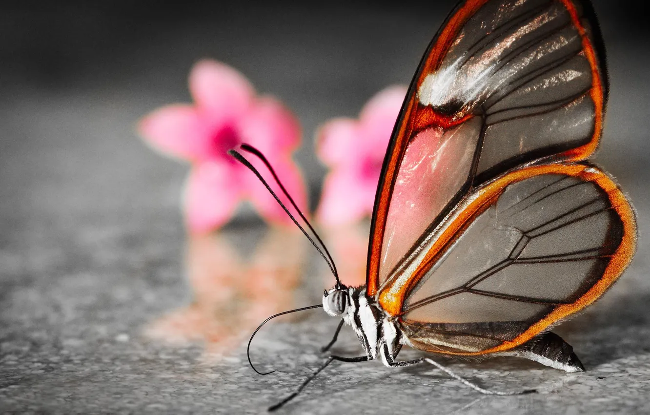 Photo wallpaper flowers, butterfly, blur, wings, translucent