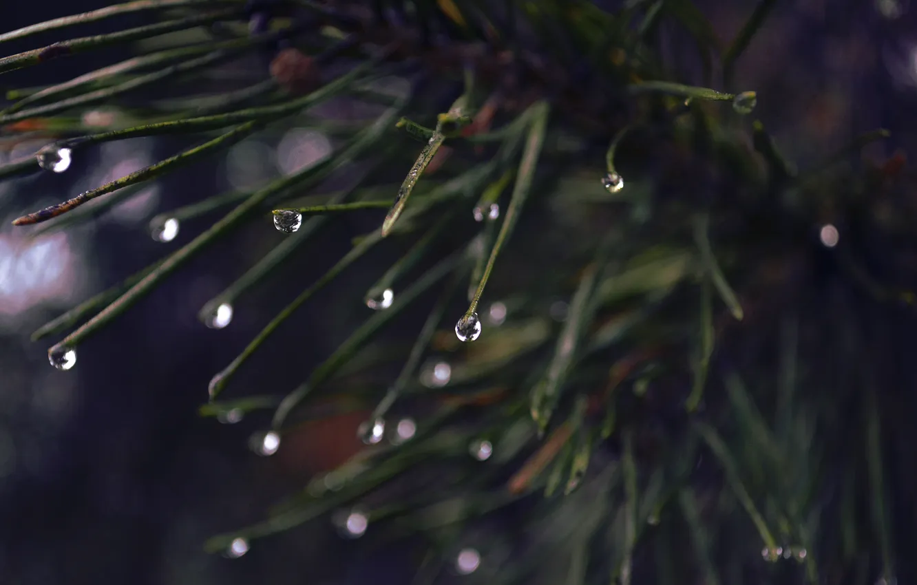 Photo wallpaper drops, macro, rain, spruce