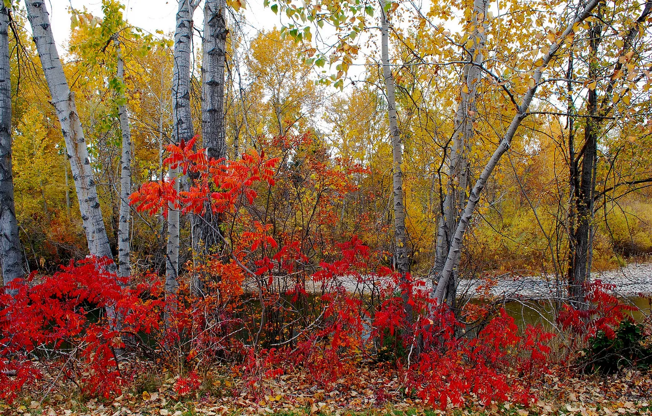 Photo wallpaper autumn, forest, leaves, trees, the bushes, the crimson