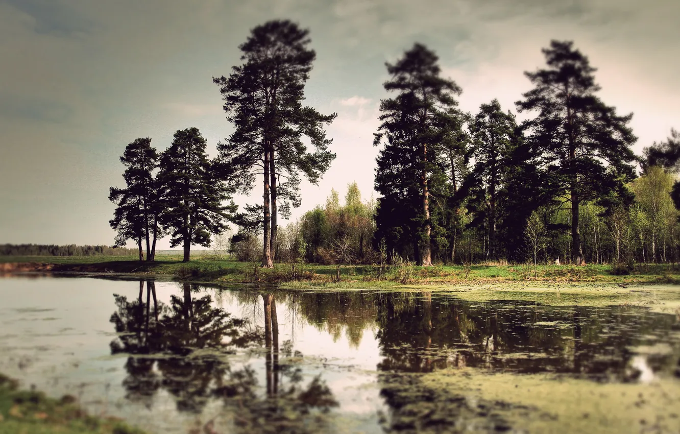 Photo wallpaper landscape, nature, lake, shore, swamp, nature, nature Wallpaper