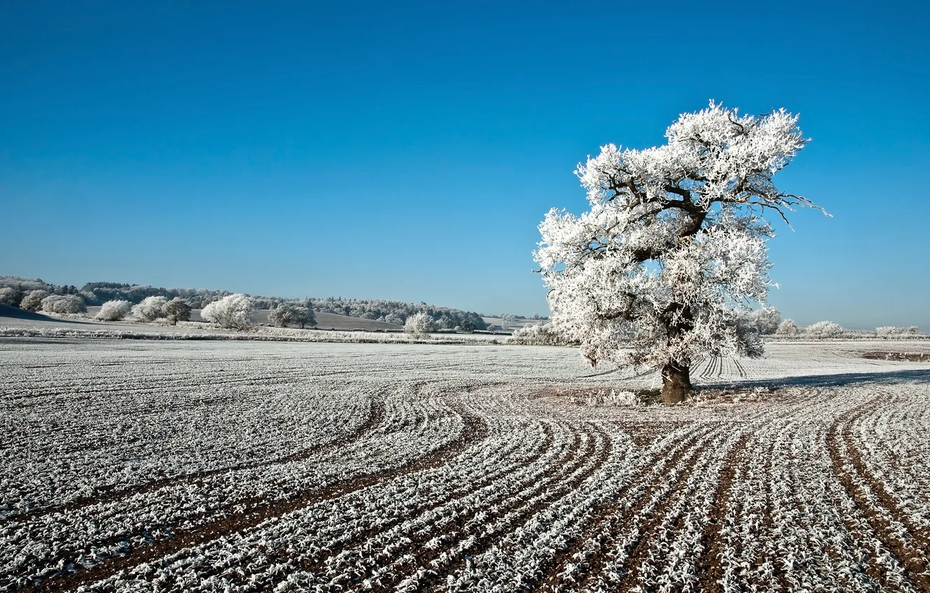 Photo wallpaper winter, frost, field, trees, landscape, nature