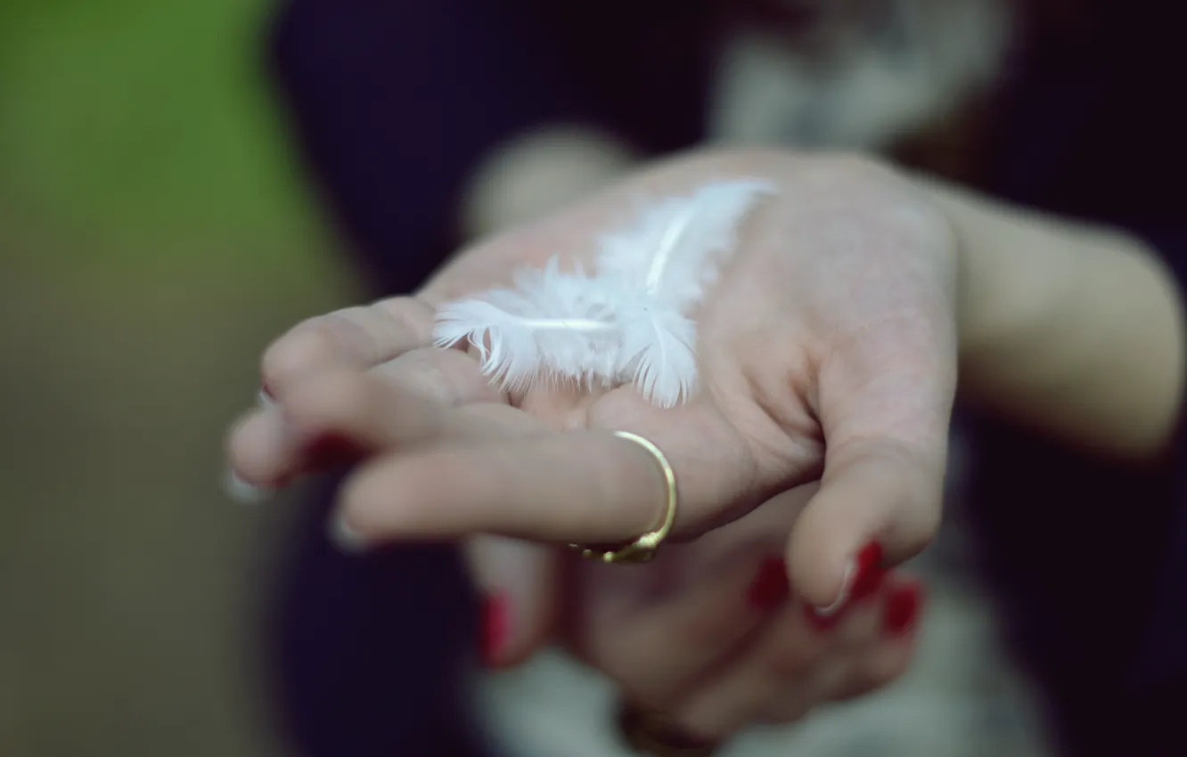 Photo wallpaper macro, feathers, hands, ring