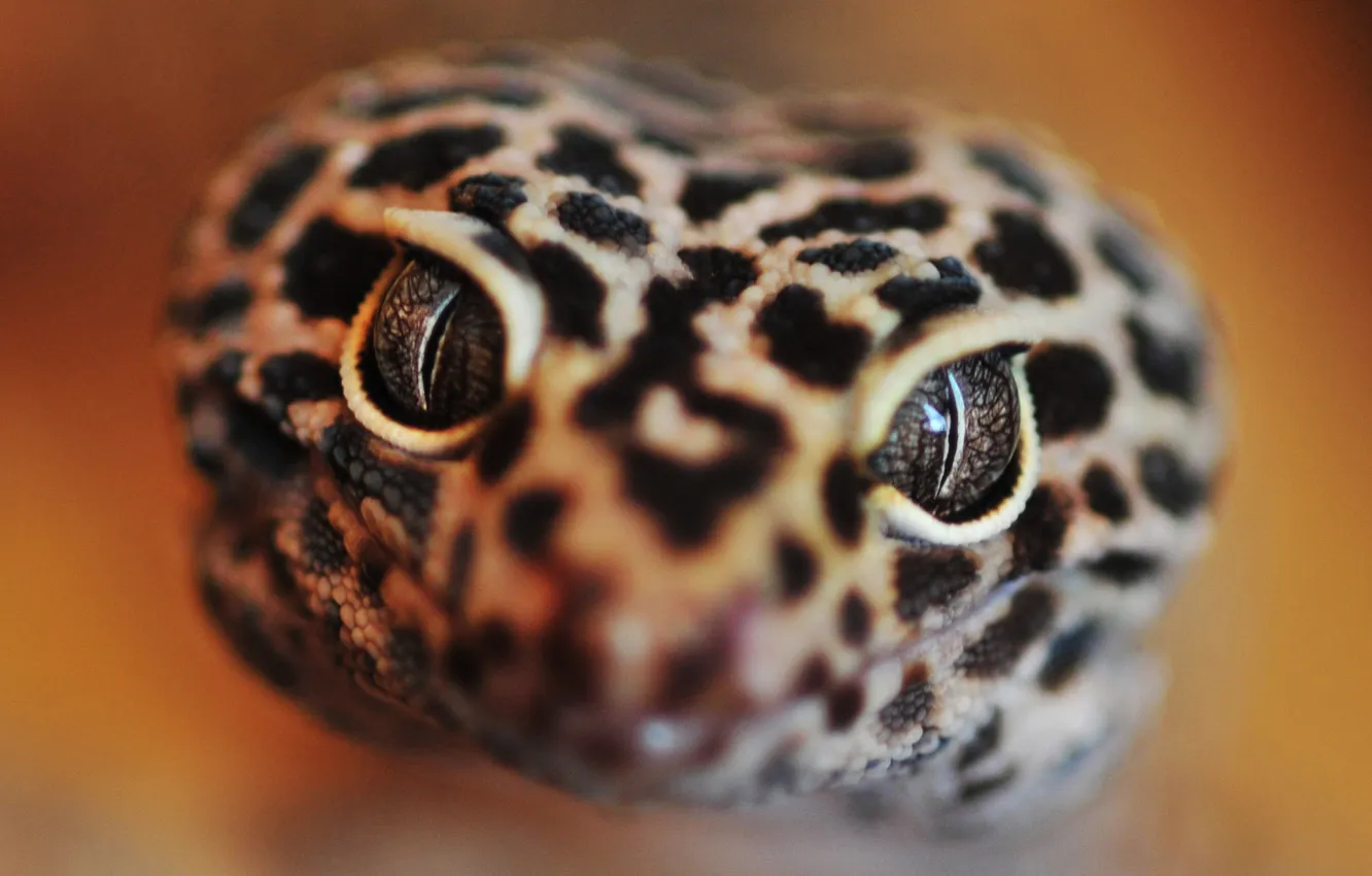 Photo wallpaper eyes, close-up, snake