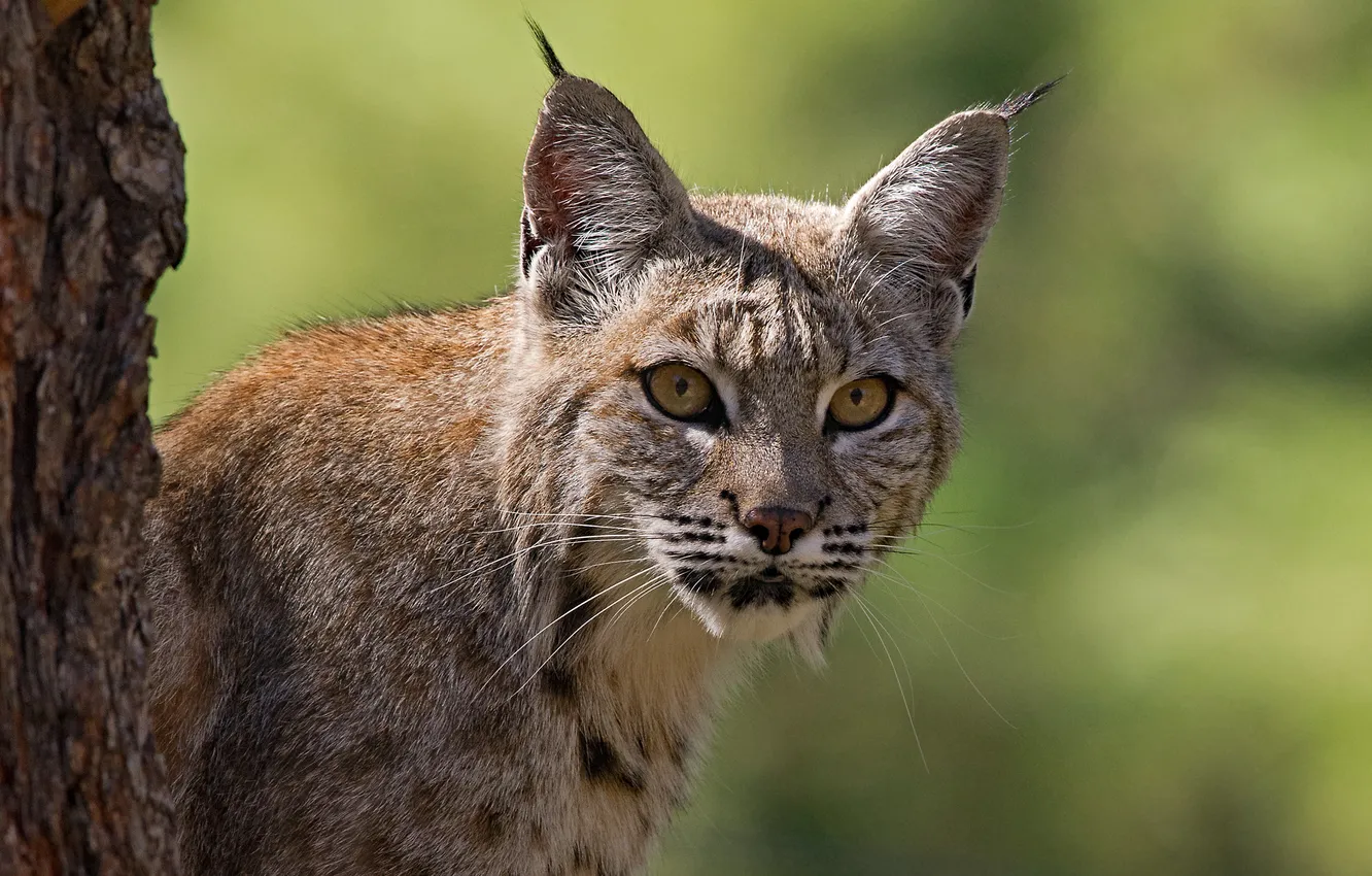Photo wallpaper green, nature, cat, background, face, animal, wild, fur
