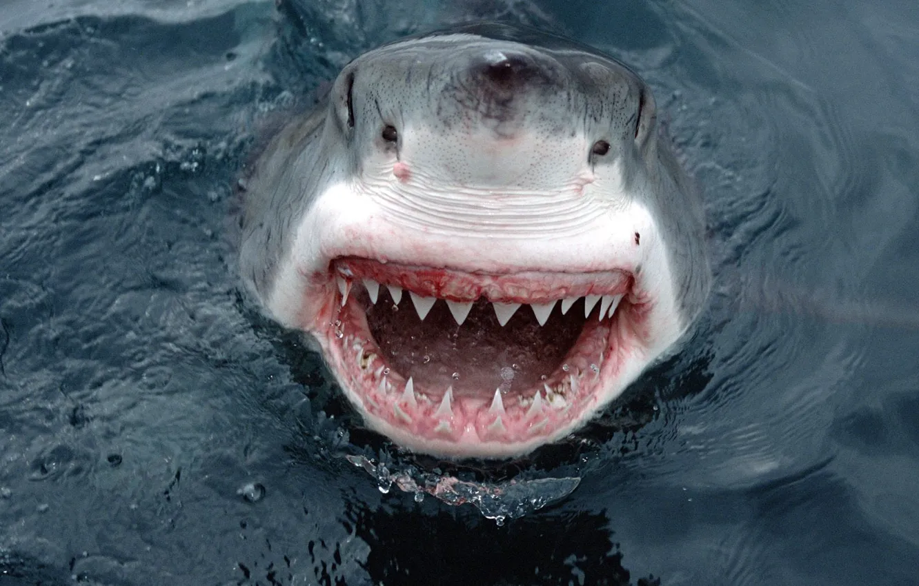 Photo wallpaper Australia, Large, White Shark
