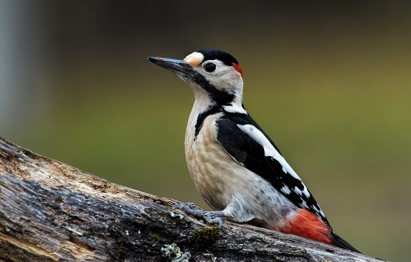 Photo wallpaper nature, tree, bird, woodpecker, trunk, Kalin Botev