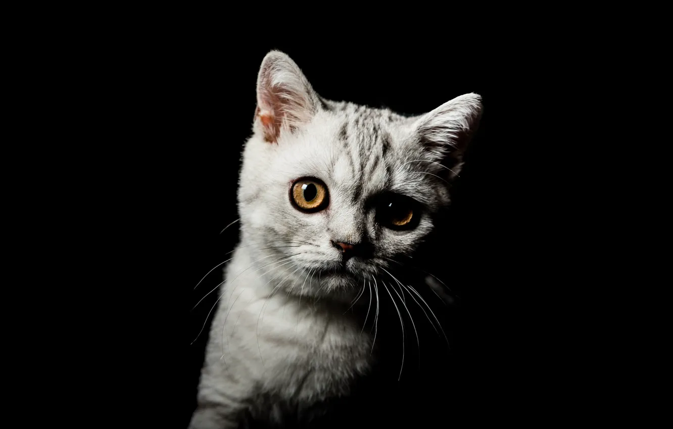 Photo wallpaper cat, eyes, look, grey, sweetheart, portrait, muzzle, black background