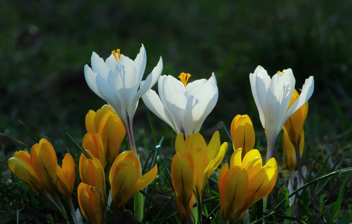 Photo wallpaper white, flower, spring, crocus