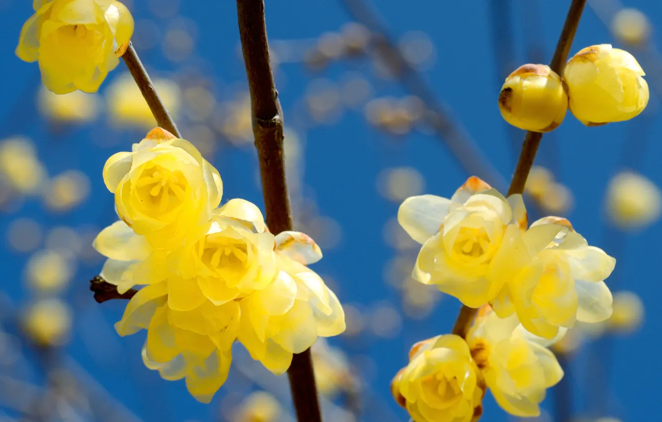 Photo wallpaper flowers, branches, yellow, spring, flowering
