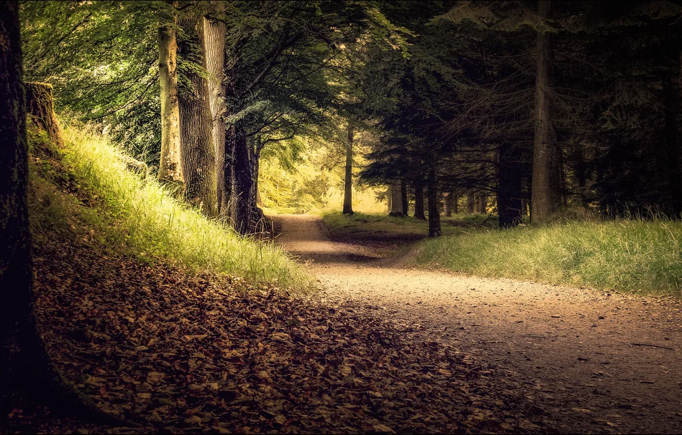 Photo wallpaper track, falling leaves, Autumn Park