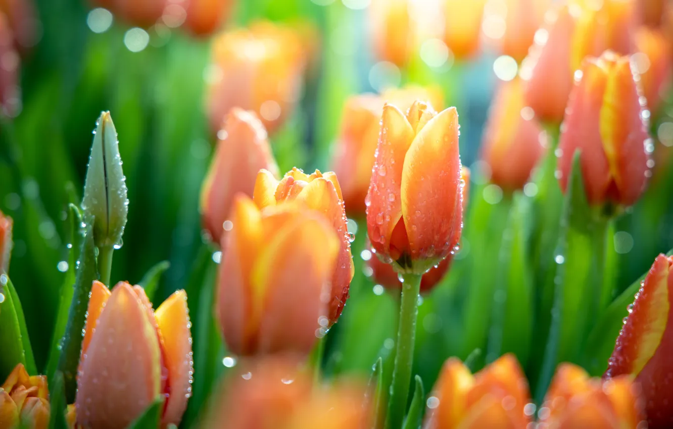 Photo wallpaper water, drops, macro, flowers, nature, tulips