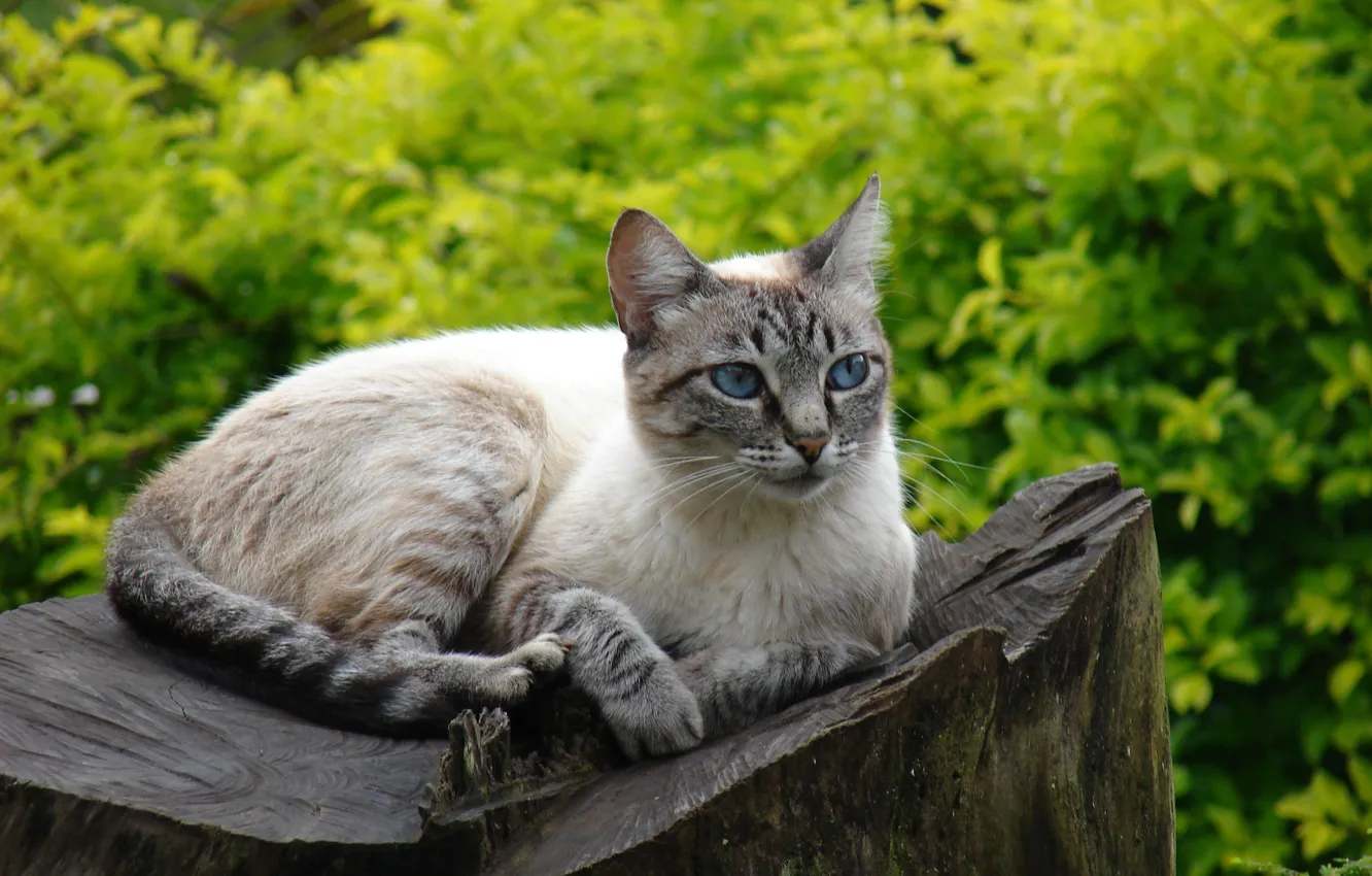 Photo wallpaper cat, stump, in the garden, on the stump