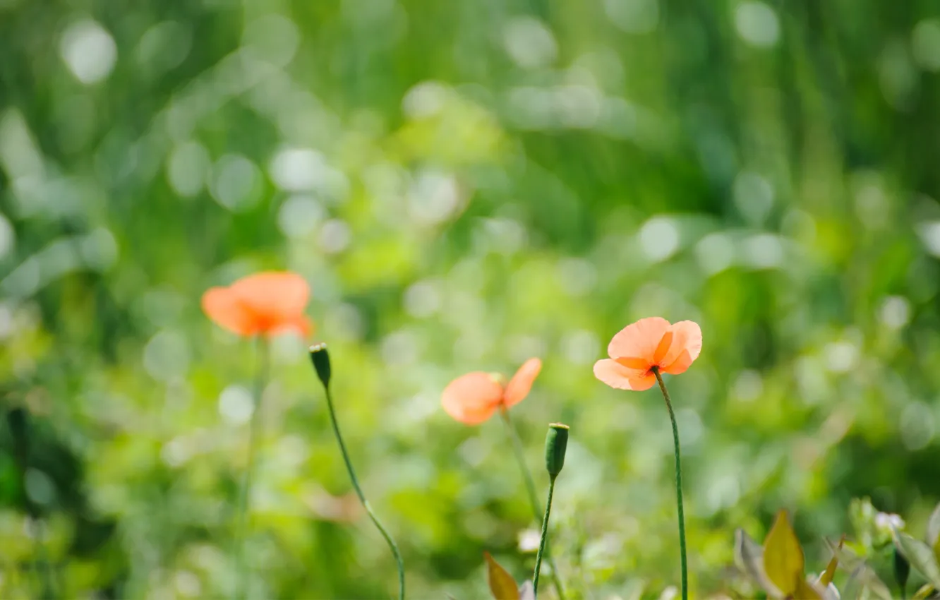 Photo wallpaper summer, grass, flowers, Maki, focus, box