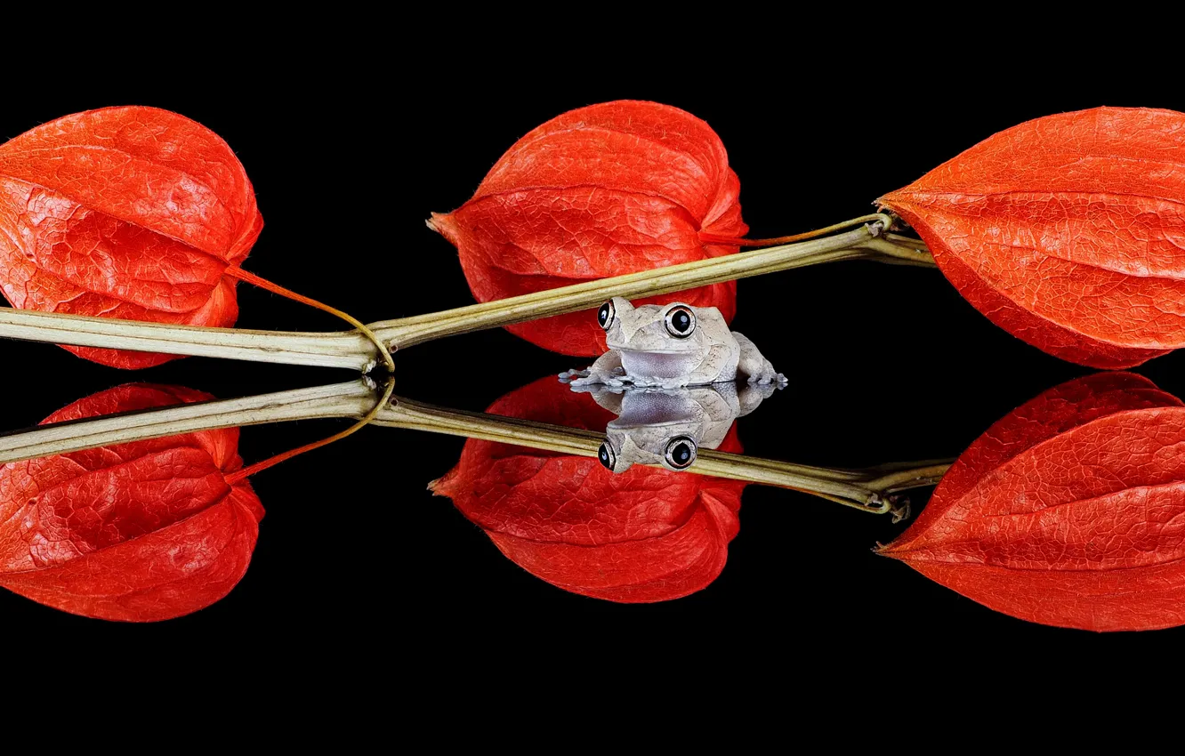 Photo wallpaper look, macro, red, reflection, plant, frog, stem, flashlight
