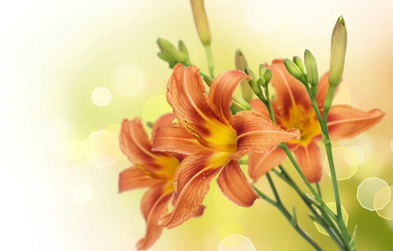 Photo wallpaper close-up, glare, background, stems, Lily, blur, buds