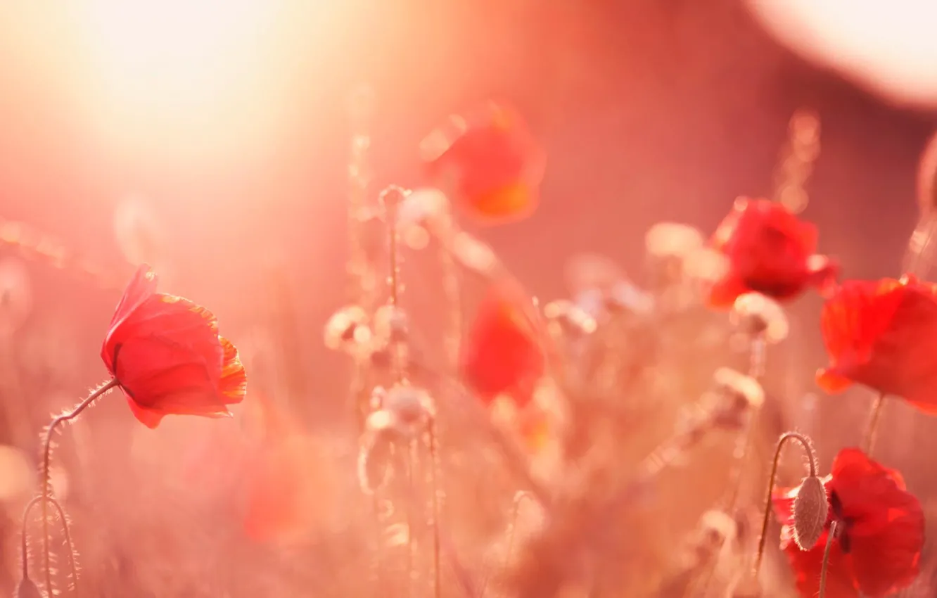 Photo wallpaper macro, Maki, petals, buds