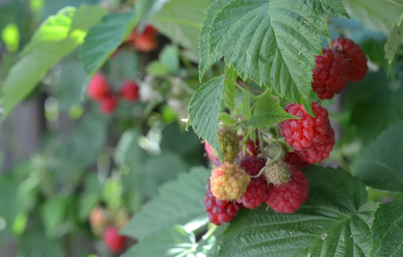Photo wallpaper greens, summer, macro, nature, raspberry, ripe, unripe