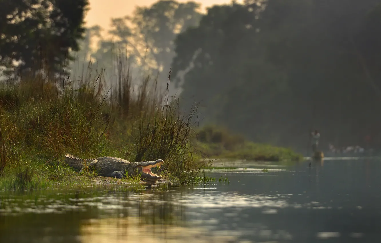 Photo wallpaper river, crocodile, Nepal, Chitwan national Park